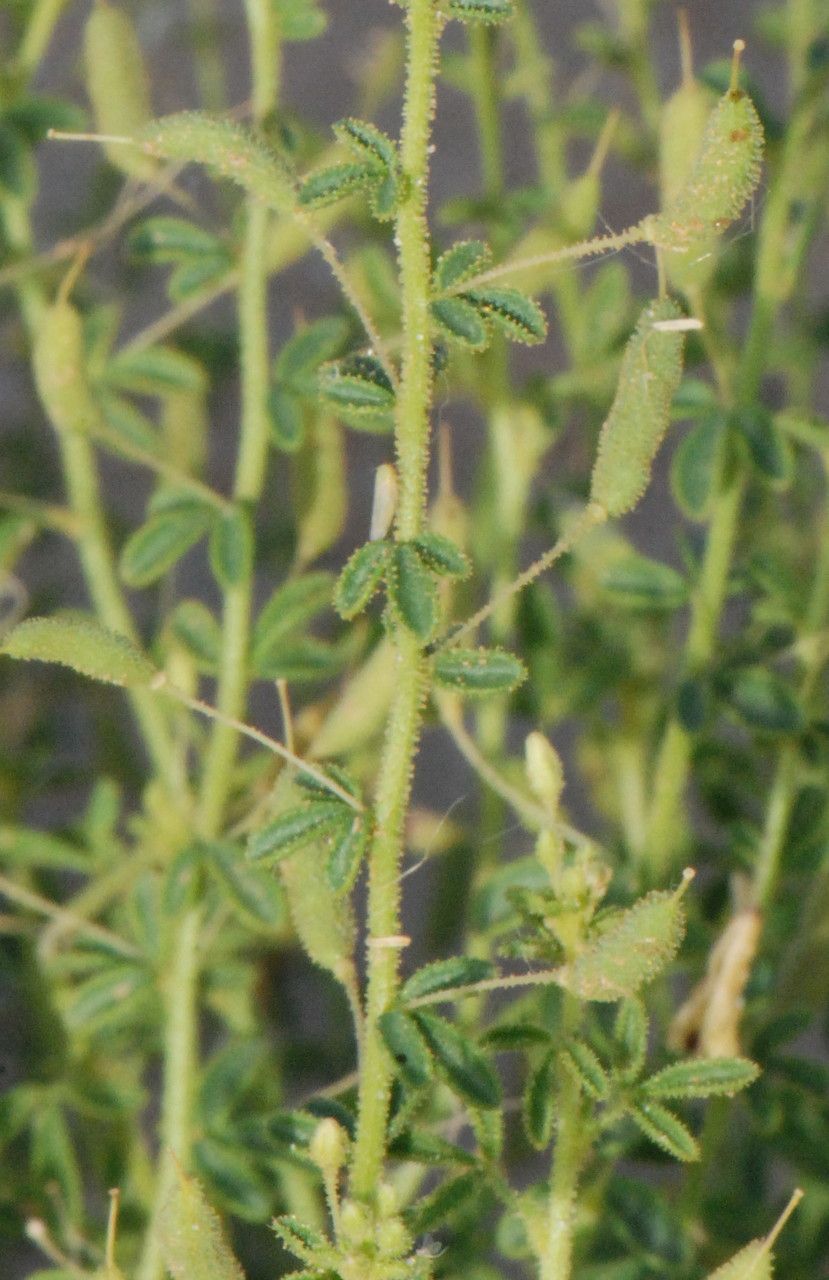 Cleome brachycarpa leaf