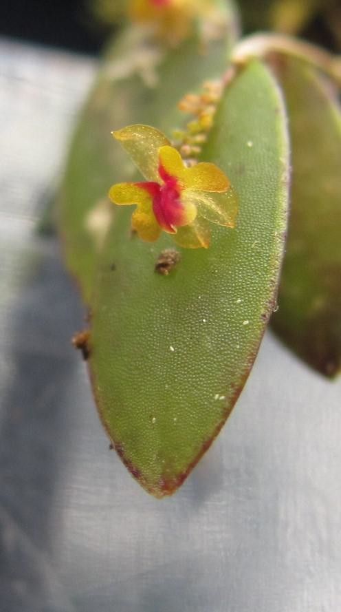 Lepanthes mariposa flower