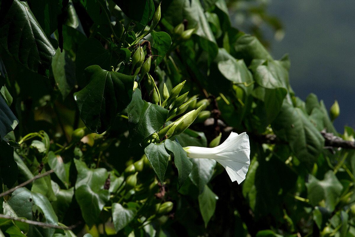 Ipomoea shupangensis flower