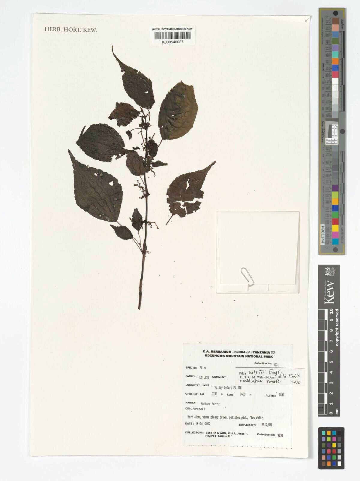 Pilea holstii — search result for 'Pilea'