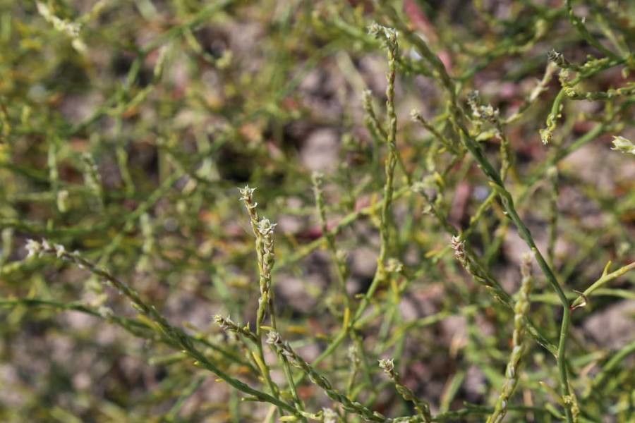 Corispermum nitidum — houseplant care guide