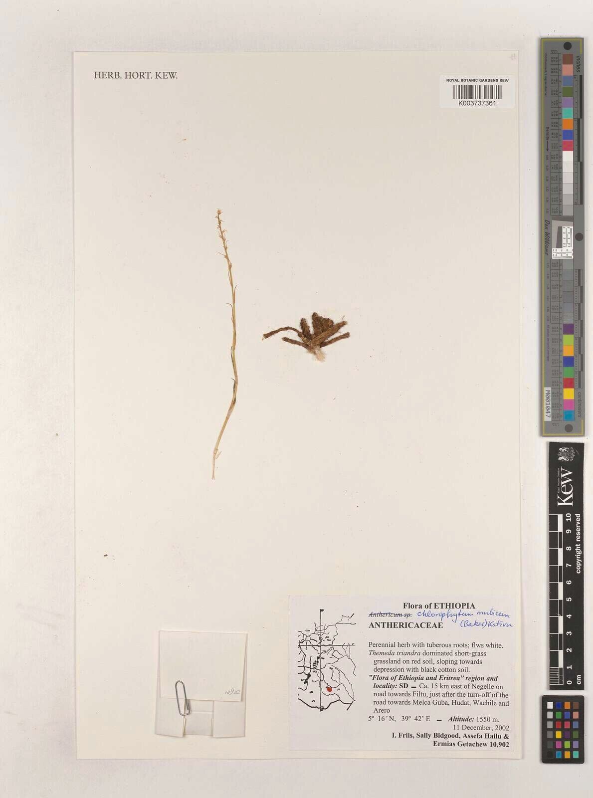 Chlorophytum nubicum — search result for 'Chlorophytum'