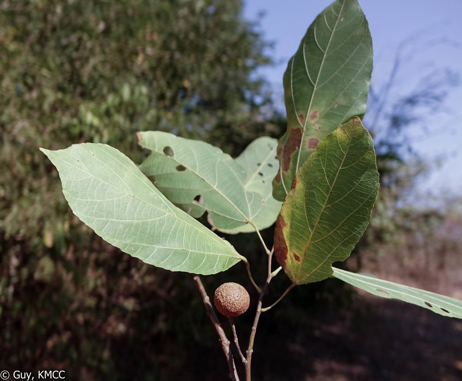 Grewia glyphaeoides — houseplant care guide