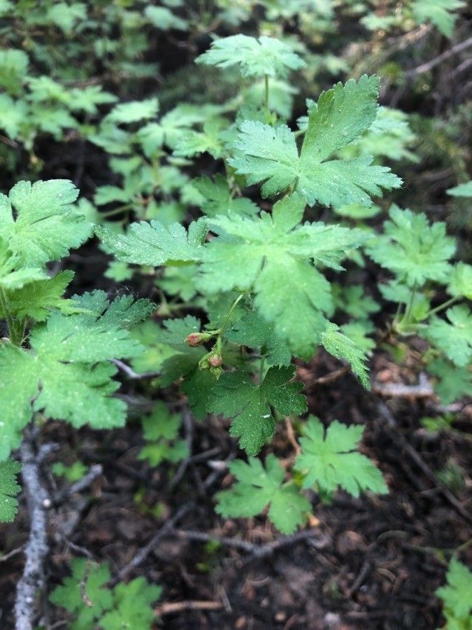 Ribes montigenum — search result for 'Ribes'