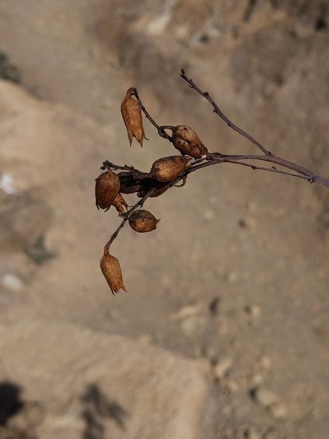 Nicotiana glauca fruit