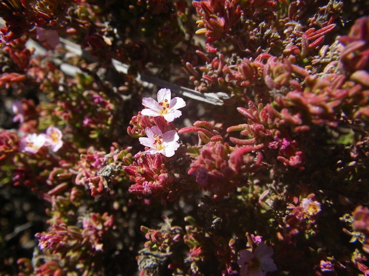 Frankenia ericifolia habit