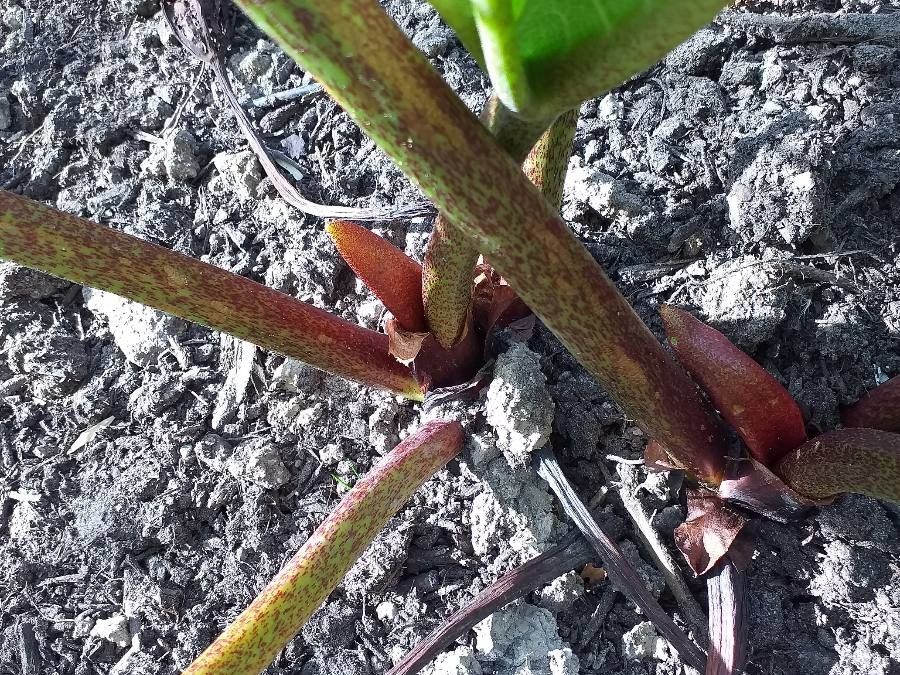 Rheum tanguticum bark