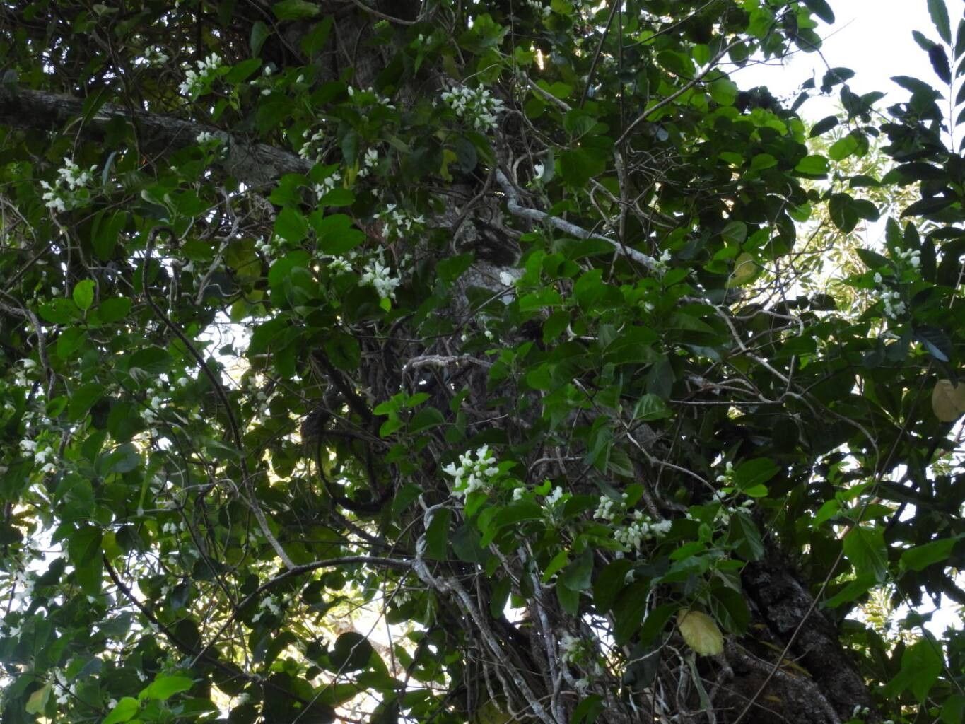Oxera balansae habit