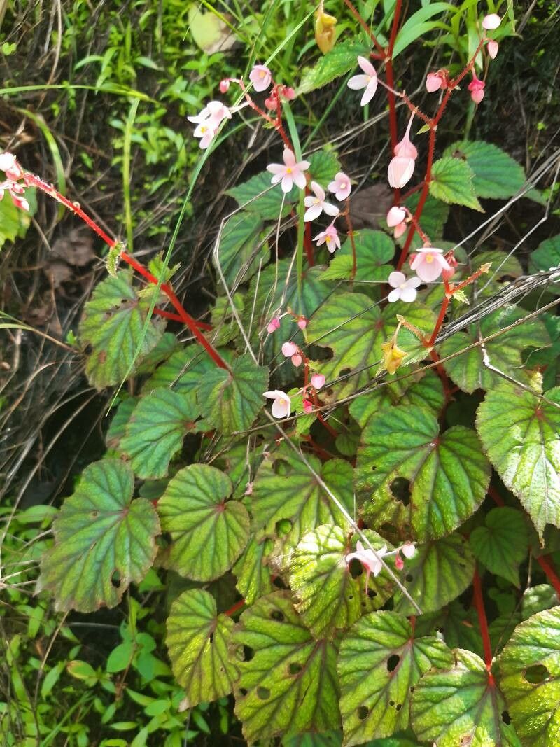 Begonia crenata flower