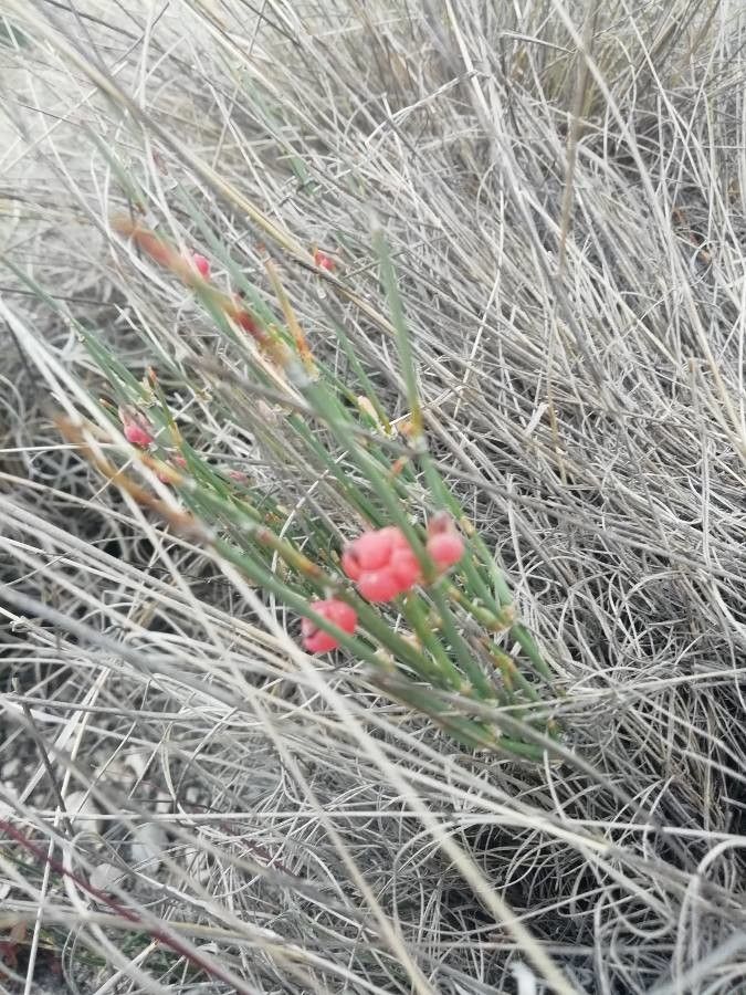 Ephedra compacta — search result for 'Ephedra'