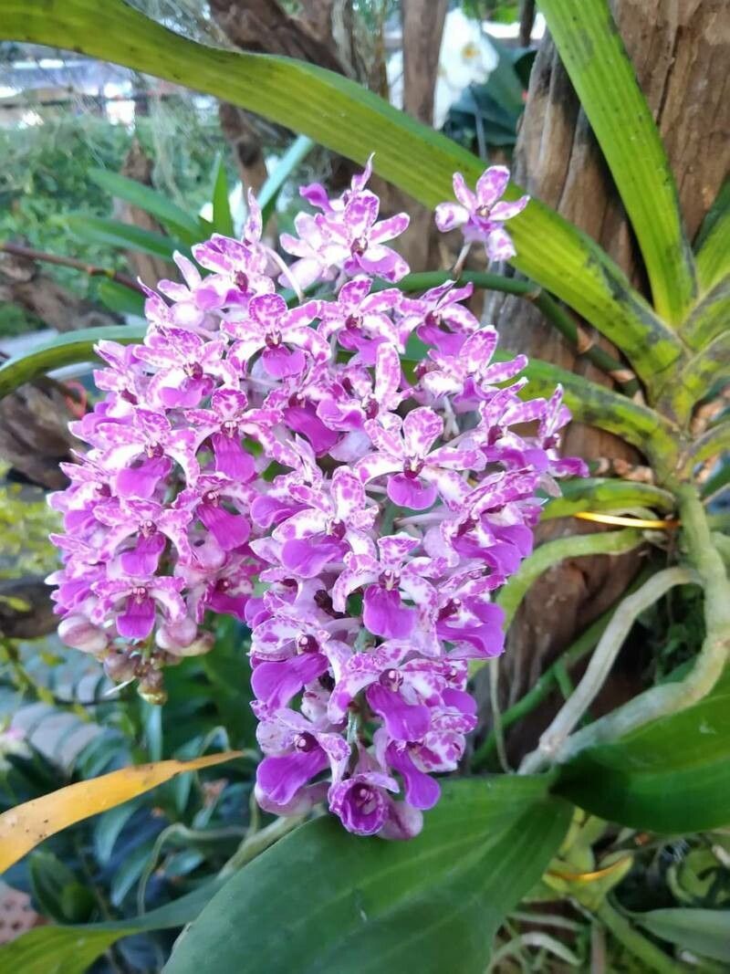Rhynchostylis gigantea flower