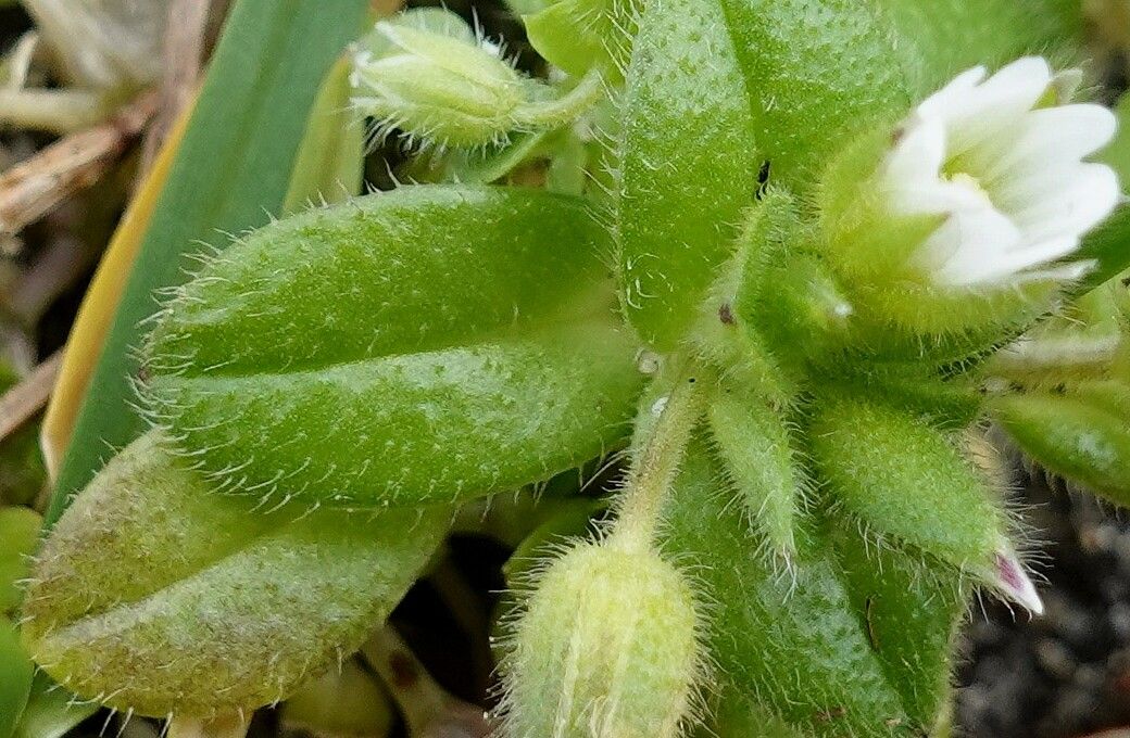 Cerastium semidecandrum — search result for 'Cerastium'