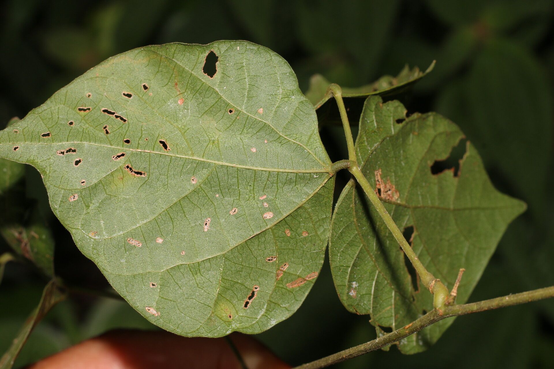 Rhynchosia erythrinoides leaf