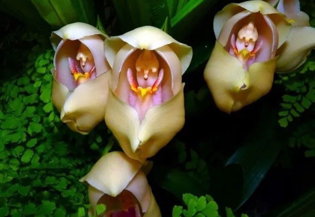 Anguloa clowesii flower