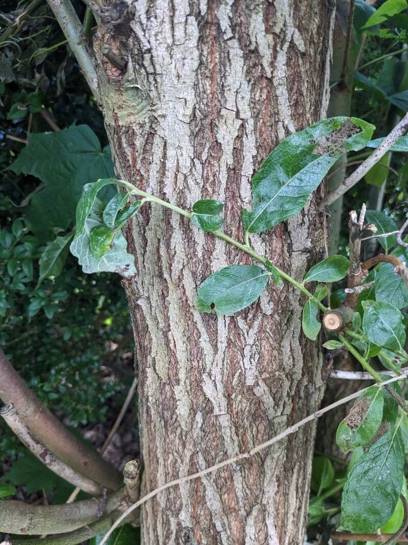 Salix x sericans bark