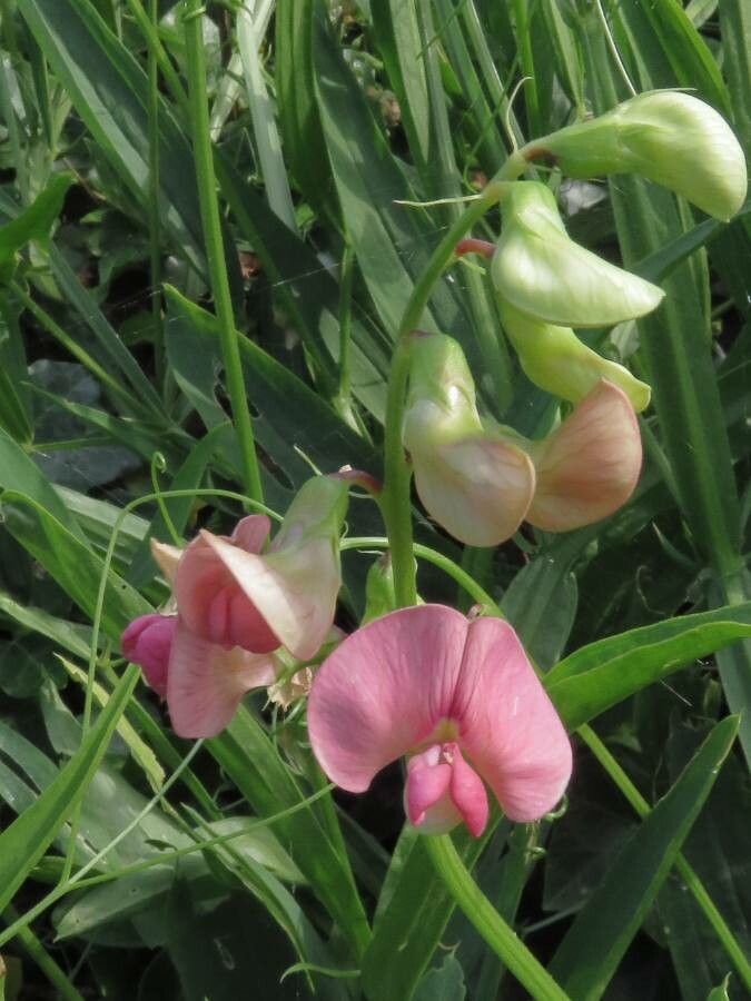 Lathyrus sylvestris fruit