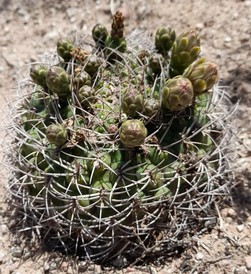 Gymnocalycium pugionacanthum habit