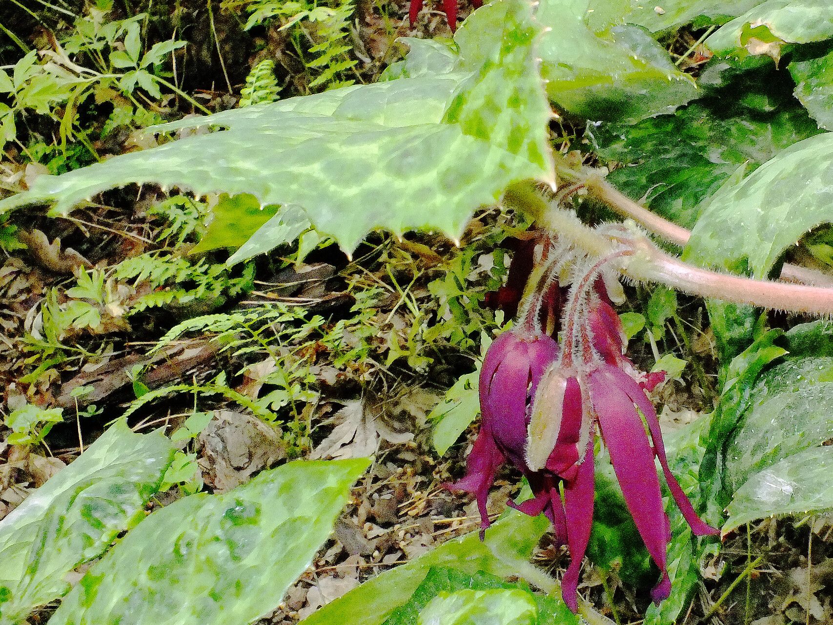 Podophyllum versipelle flower
