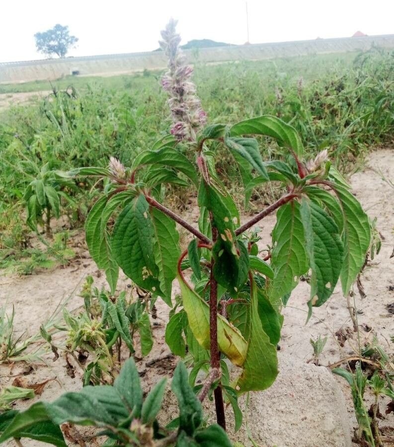 Cyathula orthacantha bark