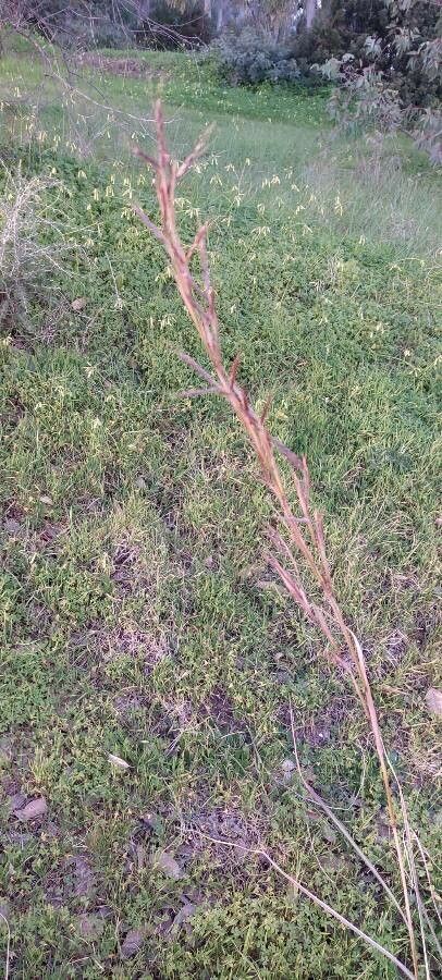 Hyparrhenia hirta flower