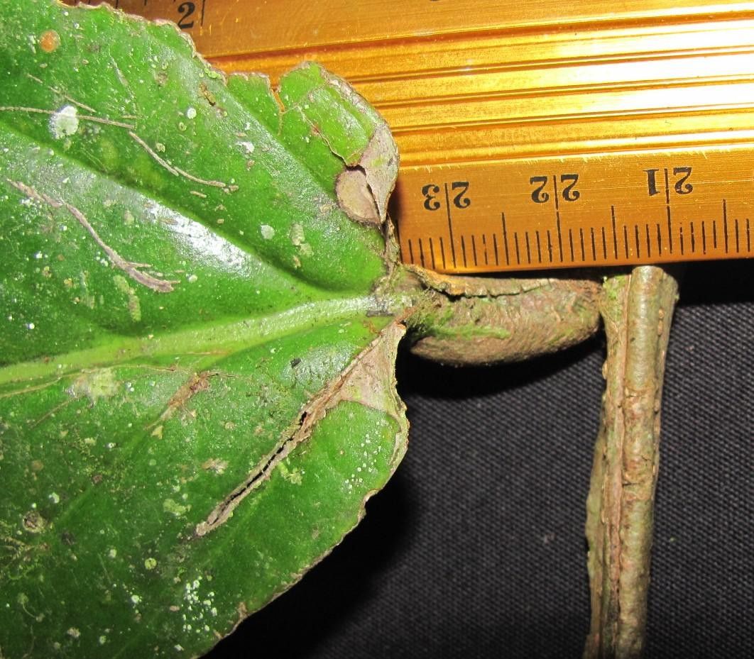 Marcgravia roonii other