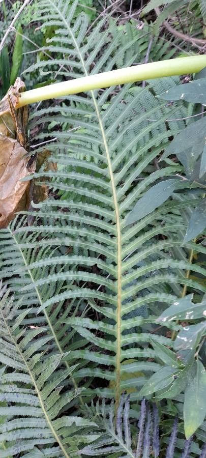 Blechnum occidentale — houseplant care guide