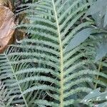 Blechnum occidentale