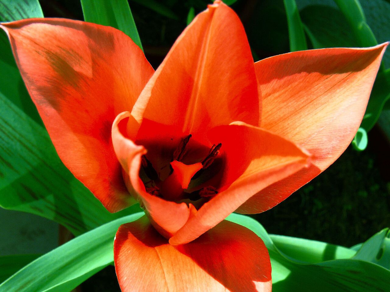 Tulipa raddii flower