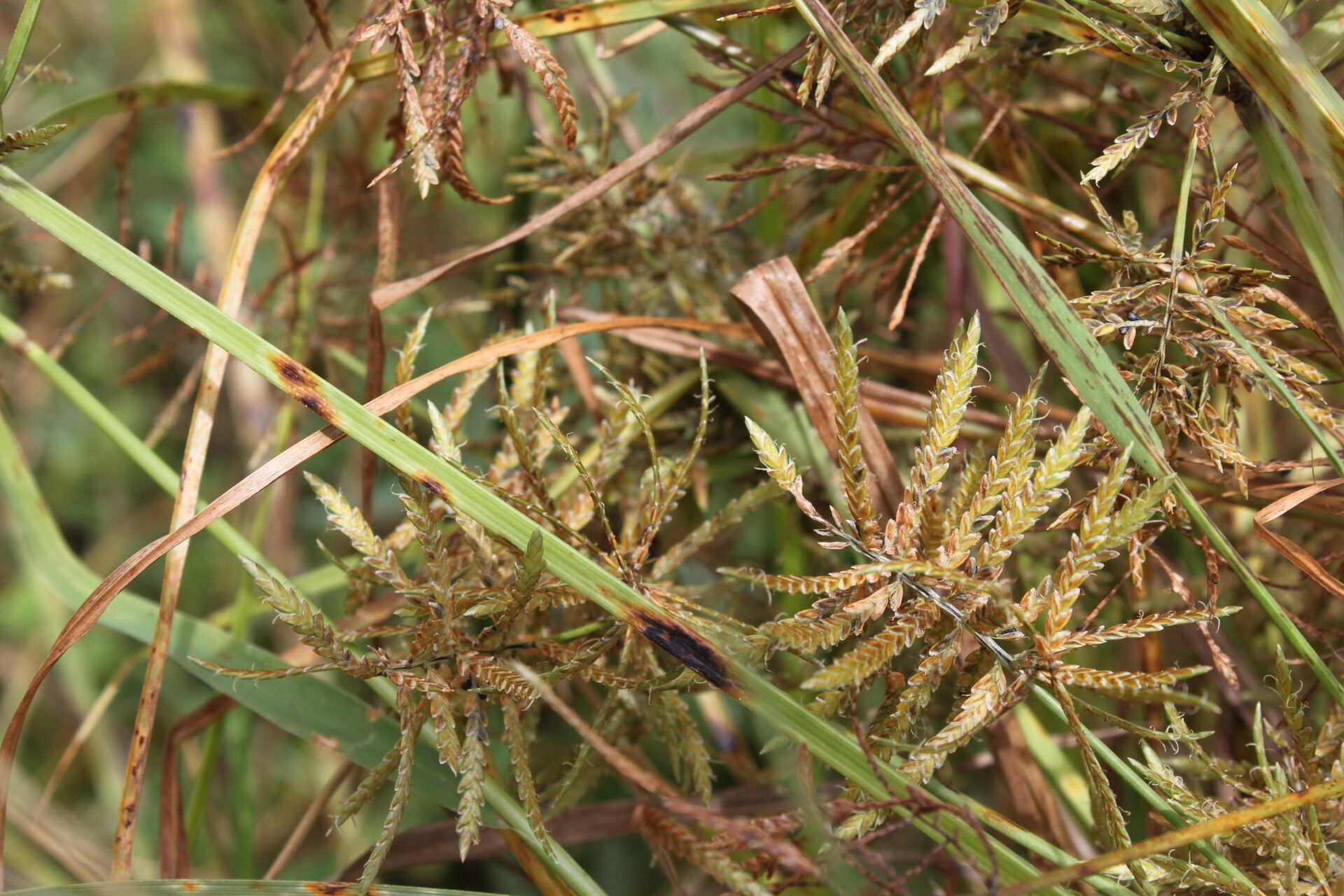 Cyperus pelophilus — houseplant care guide