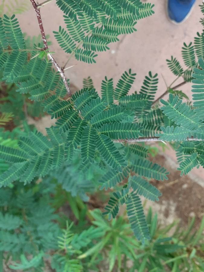 Albizia brevifolia leaf