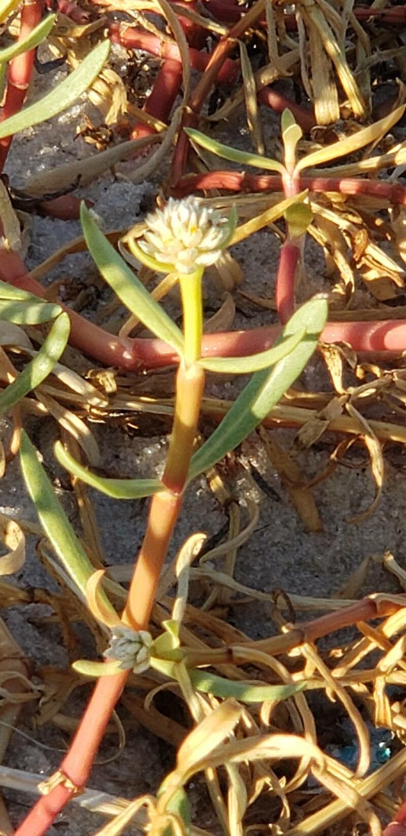 Gomphrena vermicularis flower