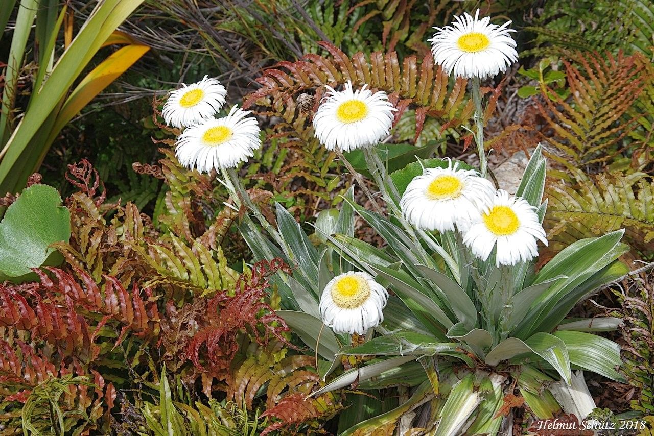 Celmisia spectabilis flower