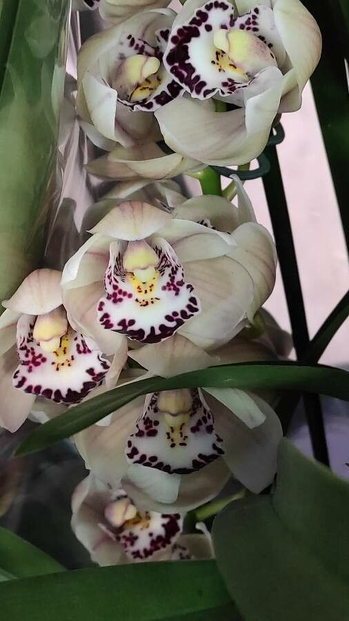 Cymbidium spp. flower