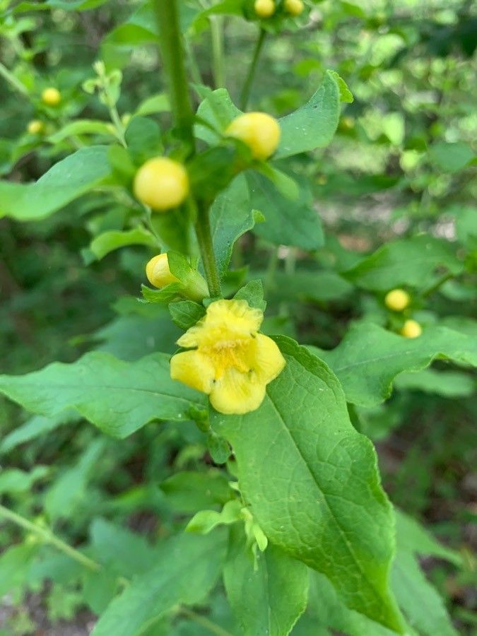 Dasistoma macrophylla flower