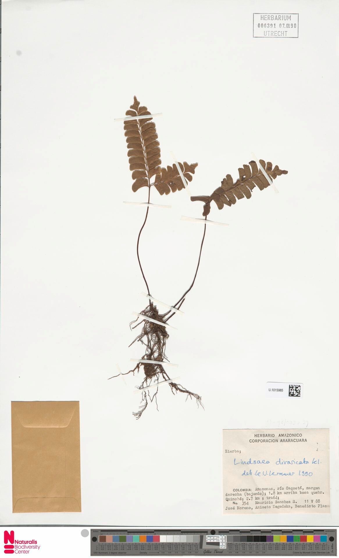 Lindsaea divaricata — related species from the same genus