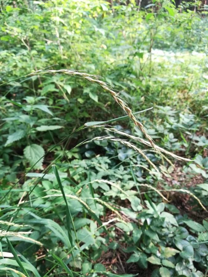 Elymus caninus fruit