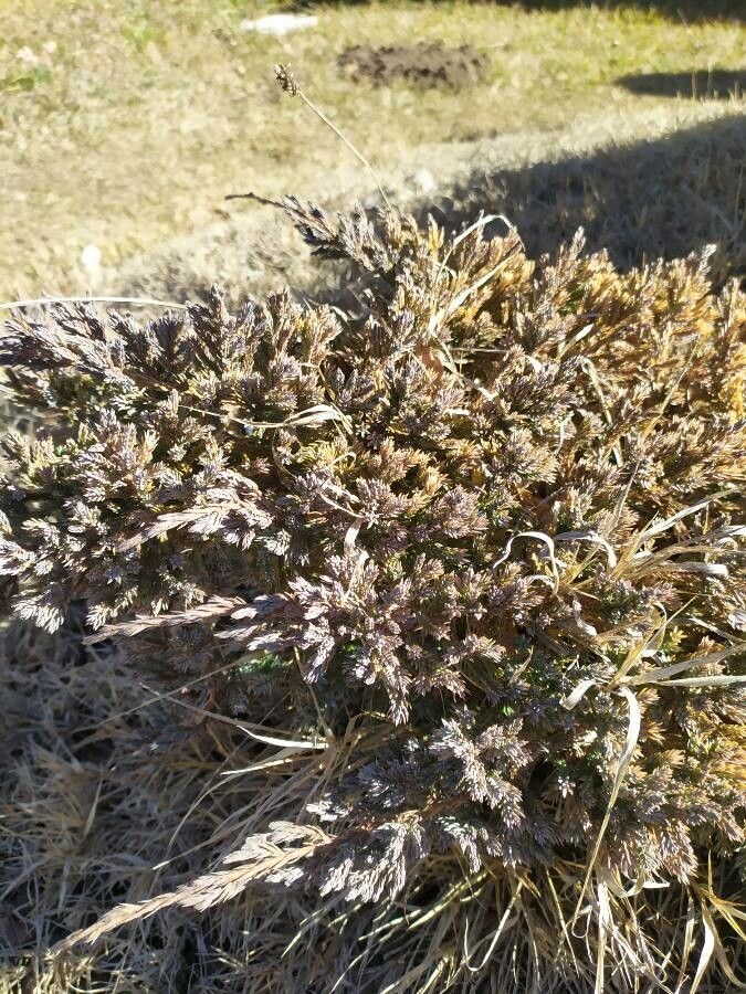 Cordylanthus palmatus leaf