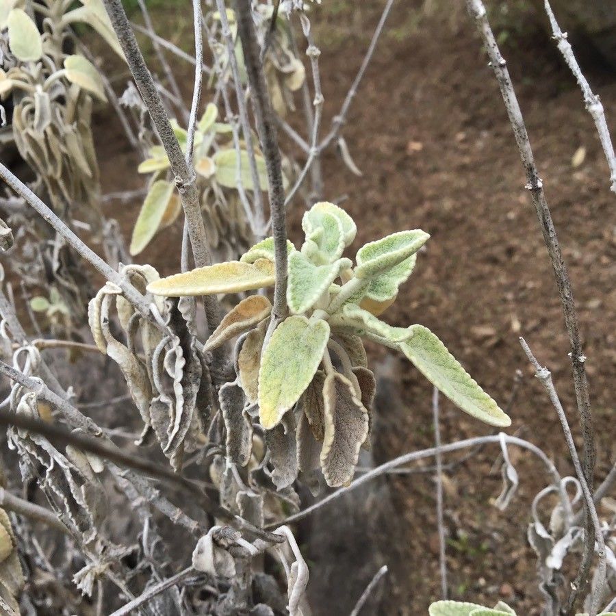 Sideritis ferrensis leaf