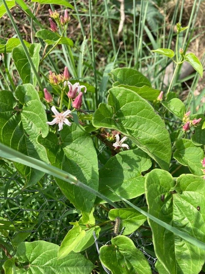 Cynanchum ligulatum — search result for 'Cynanchum'