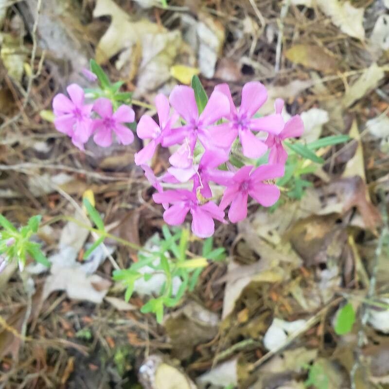 Phlox pilosa flower
