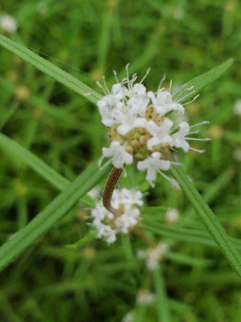 Spermacoce octodon flower