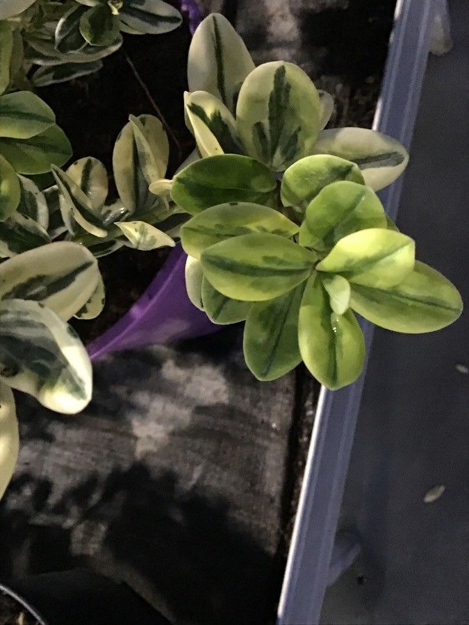 Veronica verna — search result for 'Morocco'