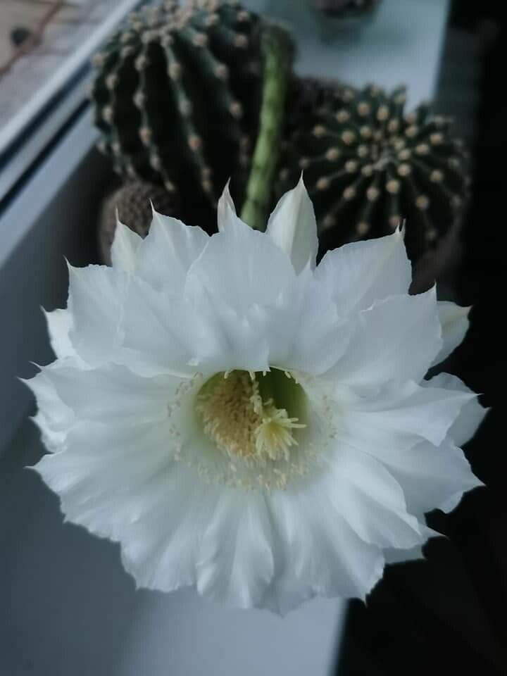 Echinopsis bridgesii flower
