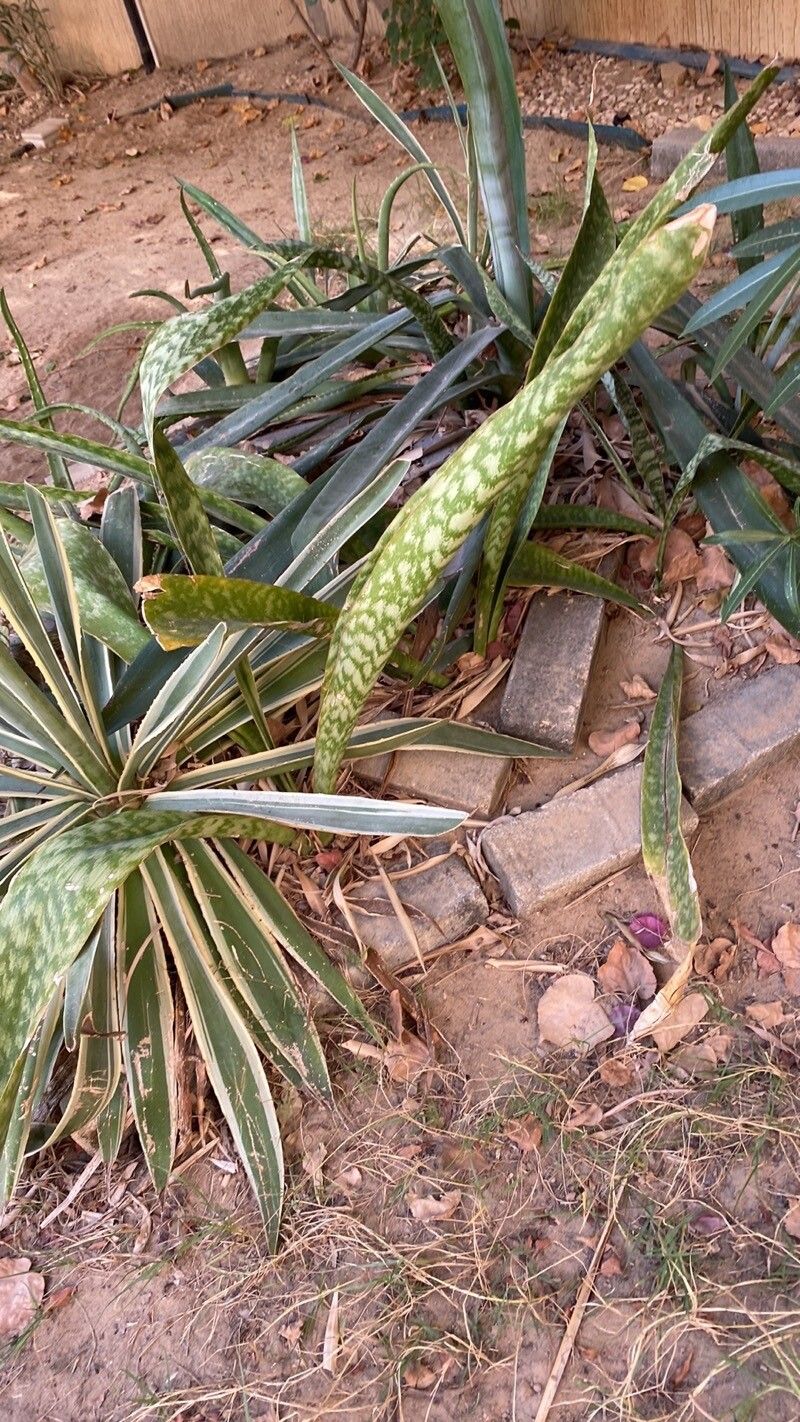Dracaena aethiopica