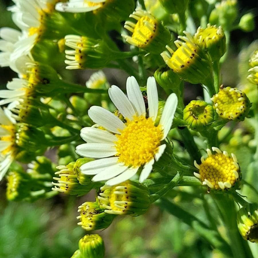 Senecio bonariensis flower