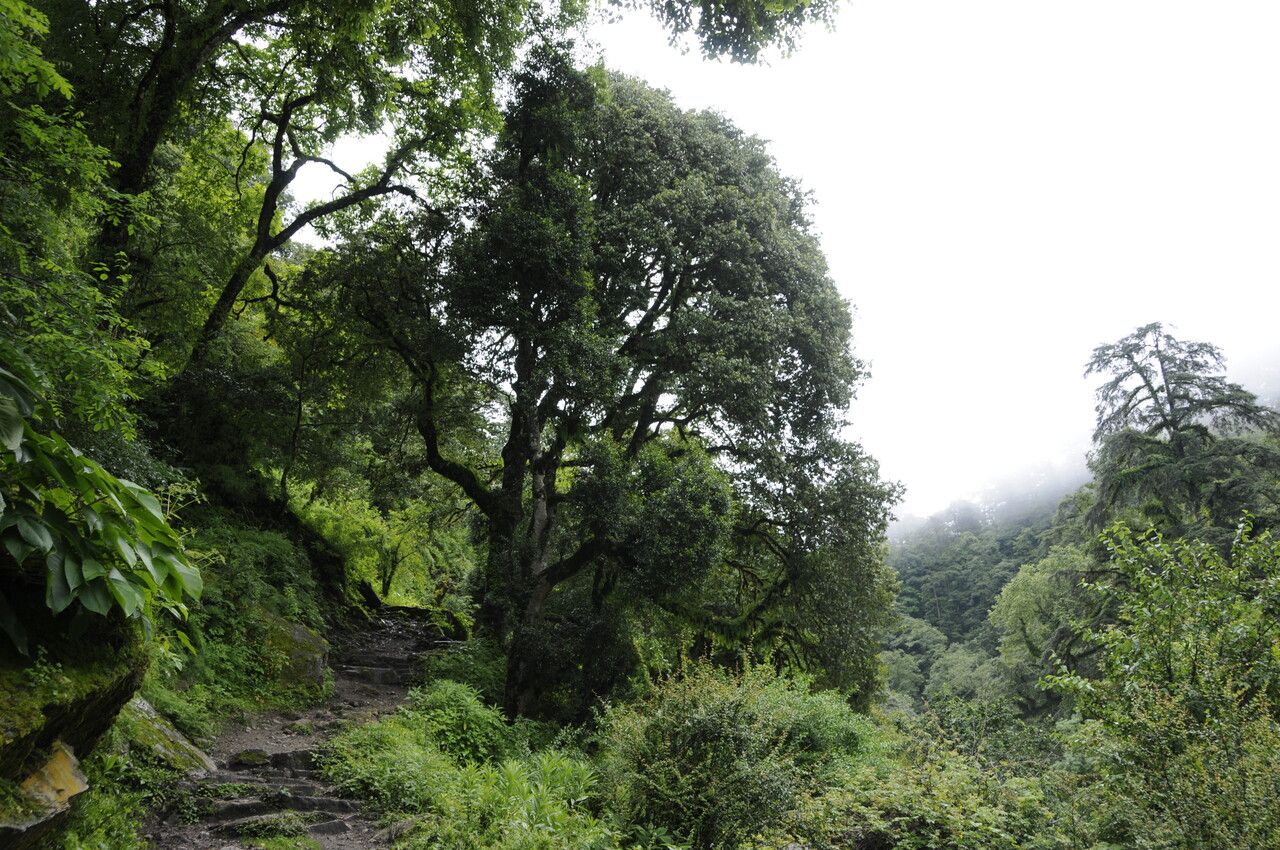 Quercus oxyodon habit