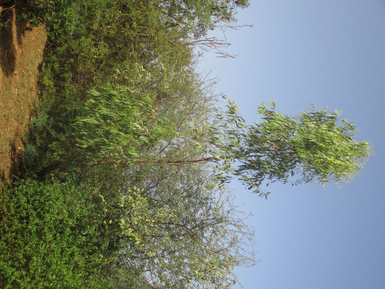Eucalyptus alba habit