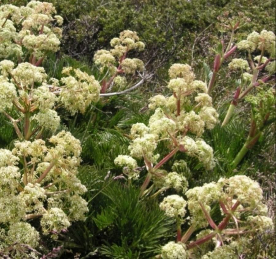 Aciphylla glacialis flower