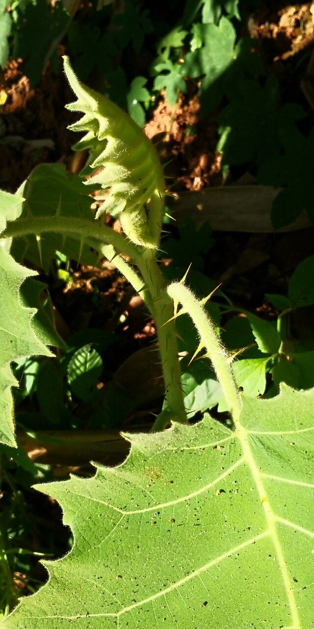 Solanum lasiocarpum leaf
