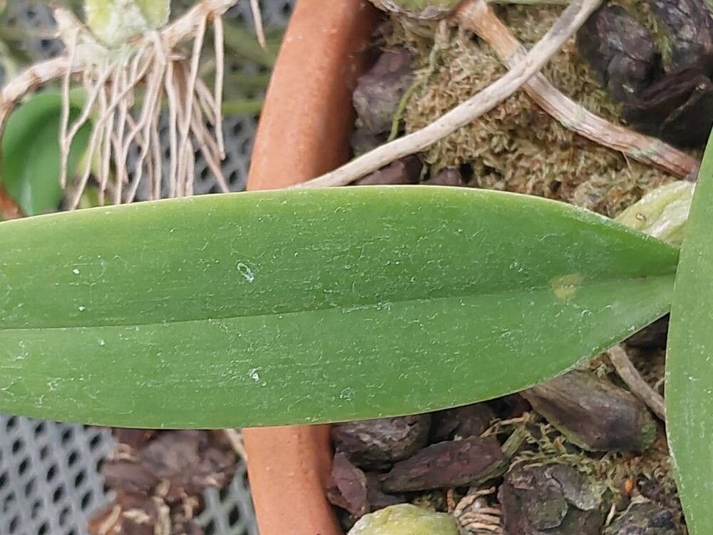 Bulbophyllum careyanum leaf